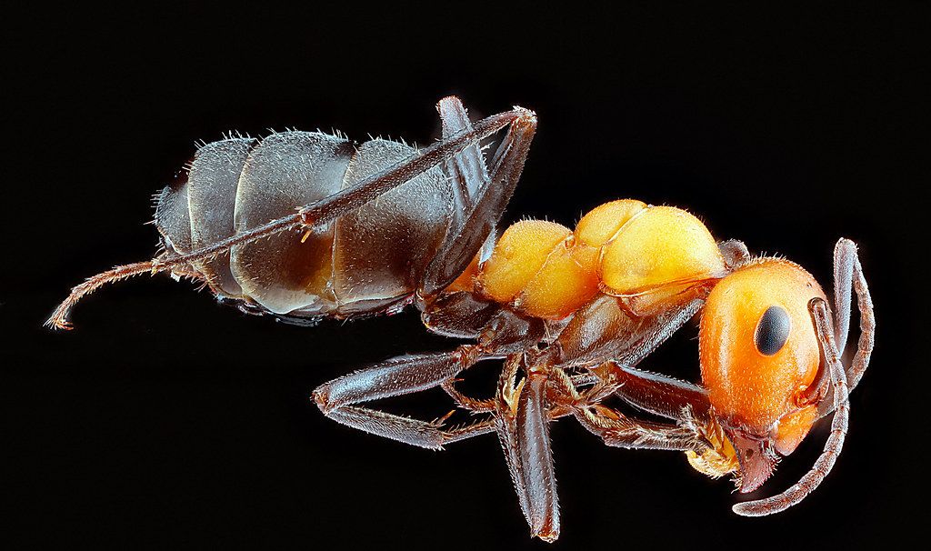 Ant Control service in Conroe, TX