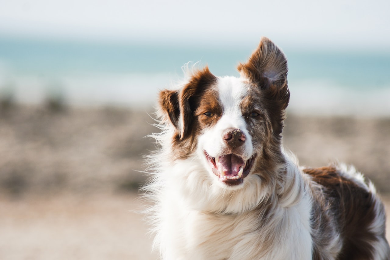Flea & Tick Control service in Conroe, TX