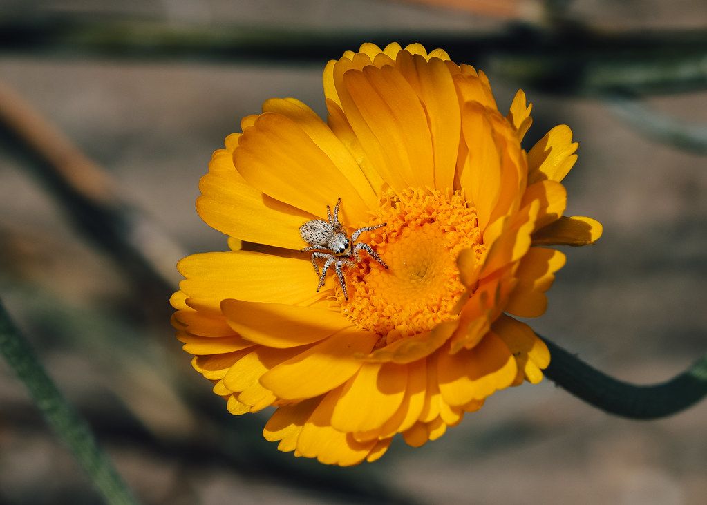 Spider Control service in Conroe, TX